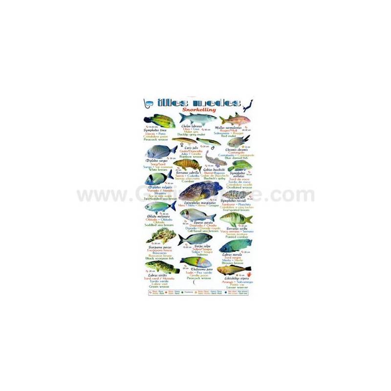 Tablilla de Peces para Snorkeling