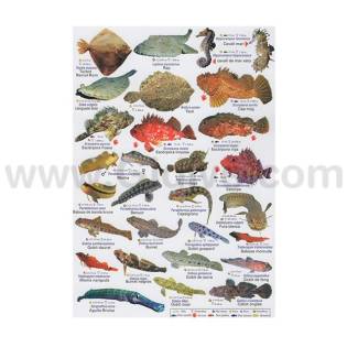 Guía Especies Mediterráneas